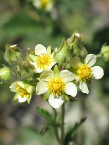 Potentilla spp.